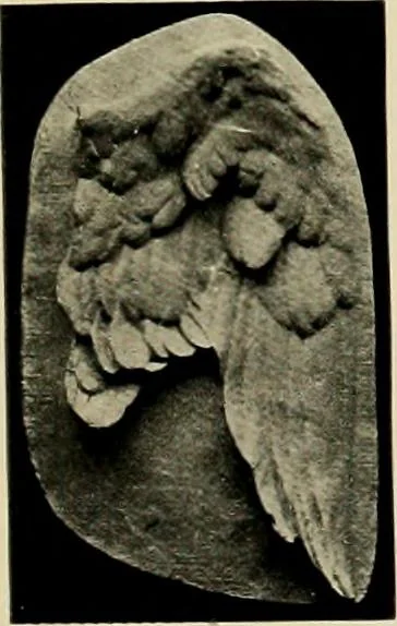 An illustration from Catalogue of plaster reproductions from antique, medieval and modern sculpture : subjects suitable for schools, libraries, and homes., 1911, leaf 218
