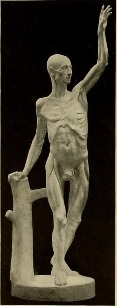 An illustration from Catalogue of plaster reproductions from antique, medieval and modern sculpture : subjects suitable for schools, libraries, and homes., 1911, leaf 229