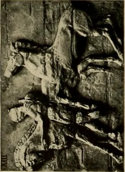 An illustration from Catalogue of plaster reproductions from antique, medieval and modern sculpture : subjects suitable for schools, libraries, and homes., 1911, leaf 99
