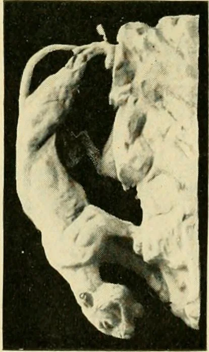 An illustration from Catalogue of A. Da Prato and Co. : importers and manufacturers of plaster cast reproductions from antique, medieval, and modern sculpture : subjects of every description for art schools : edition of 1900., 1900, leaf 68