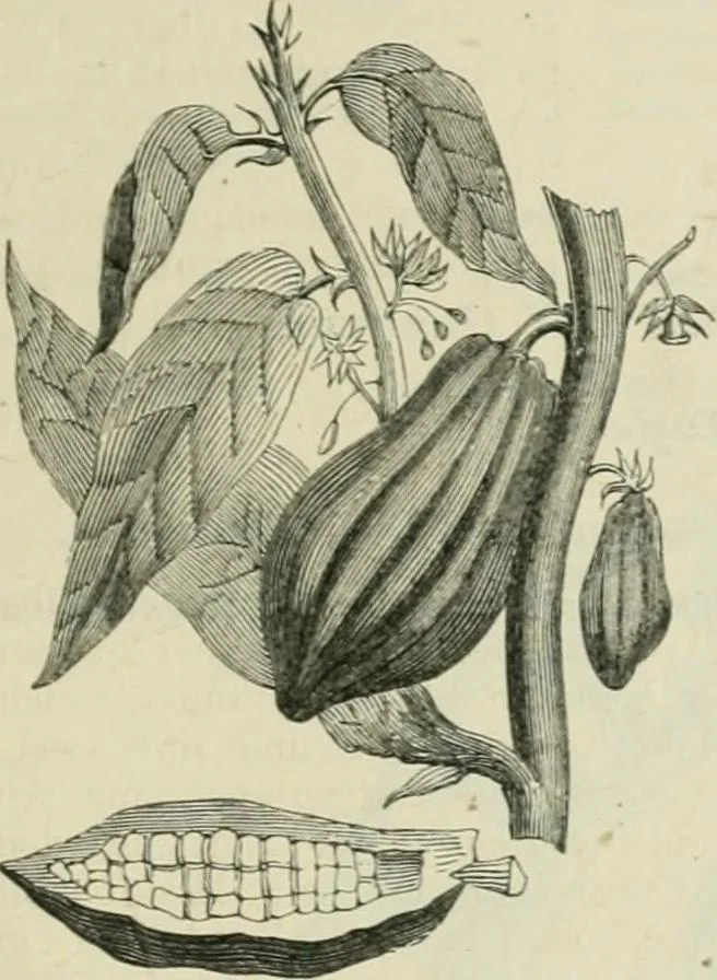 An illustration from Catalogue of the British Section : containing a list of the exhibitors of the United Kingdom and its colonies, and the objects which they exhibit : in English, French, German, and Italian : with statistical introductions and an appendix in which many of the objects exhibited are more fully described, 1867, leaf 1148