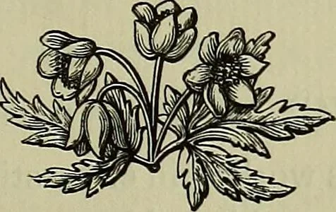 An illustration from Catalogue of a collection of old embroideries of the Greek islands and Turkey, 1914, leaf 60