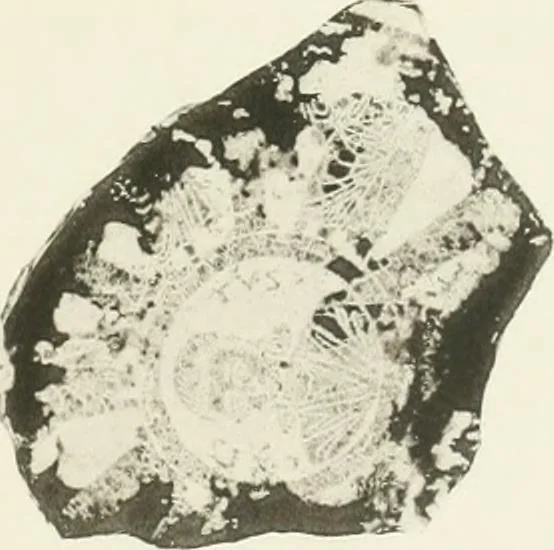 An illustration from Catalogue of early Christian antiquities and objects from the Christian East in the Department of British and mediaeval antiquities and ethnography of the British museum;, 1901, leaf 268