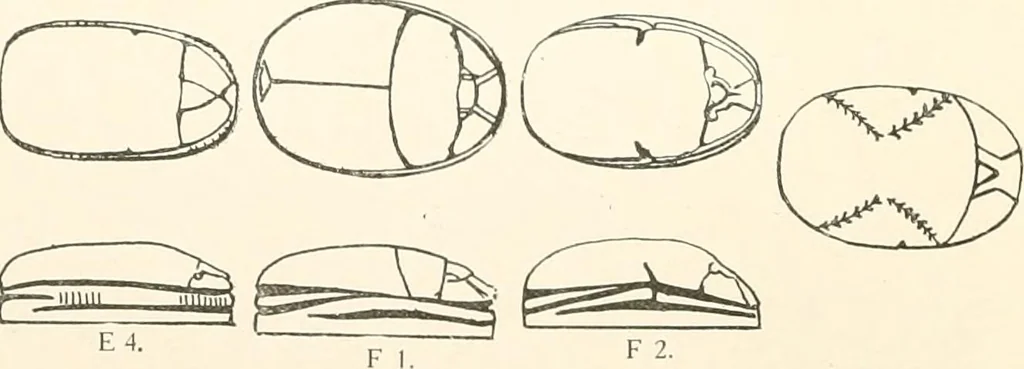 An illustration from Catalogue of Egyptian scarabs, etc., in the British museum, 1913, leaf 37