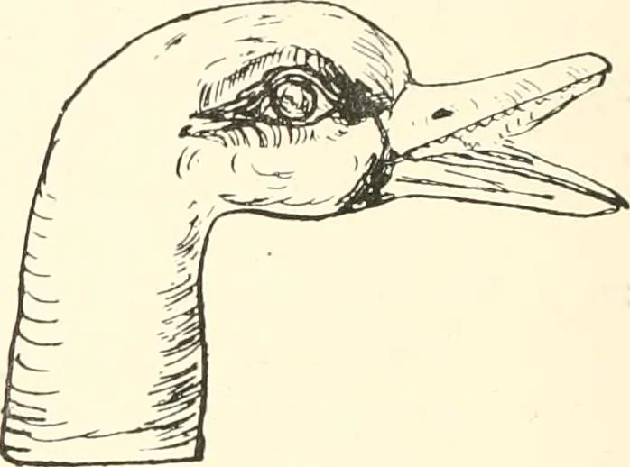 An illustration from A catalogue of the Egyptian antiquities in the possession of F.G. Hilton Price, 1897, leaf 383