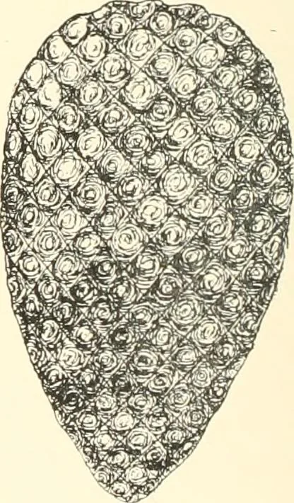 An illustration from A catalogue of the Egyptian antiquities in the possession of F.G. Hilton Price, 1897, leaf 415