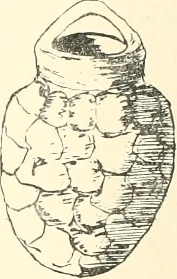 An illustration from A catalogue of the Egyptian antiquities in the possession of F.G. Hilton Price, 1897, leaf 445
