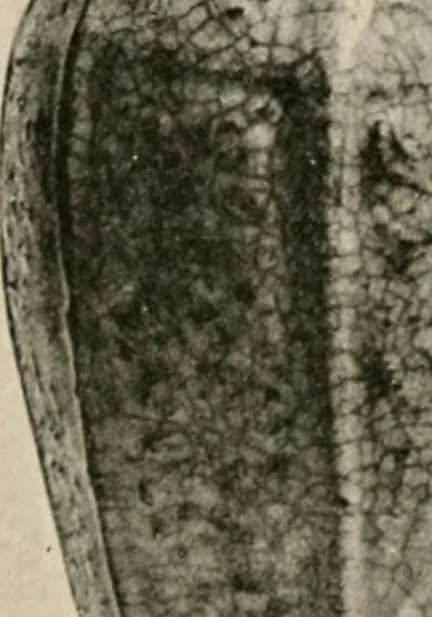 An illustration from Catalogue of an exhibition of early Chinese pottery and sculpture, 1916, leaf 190