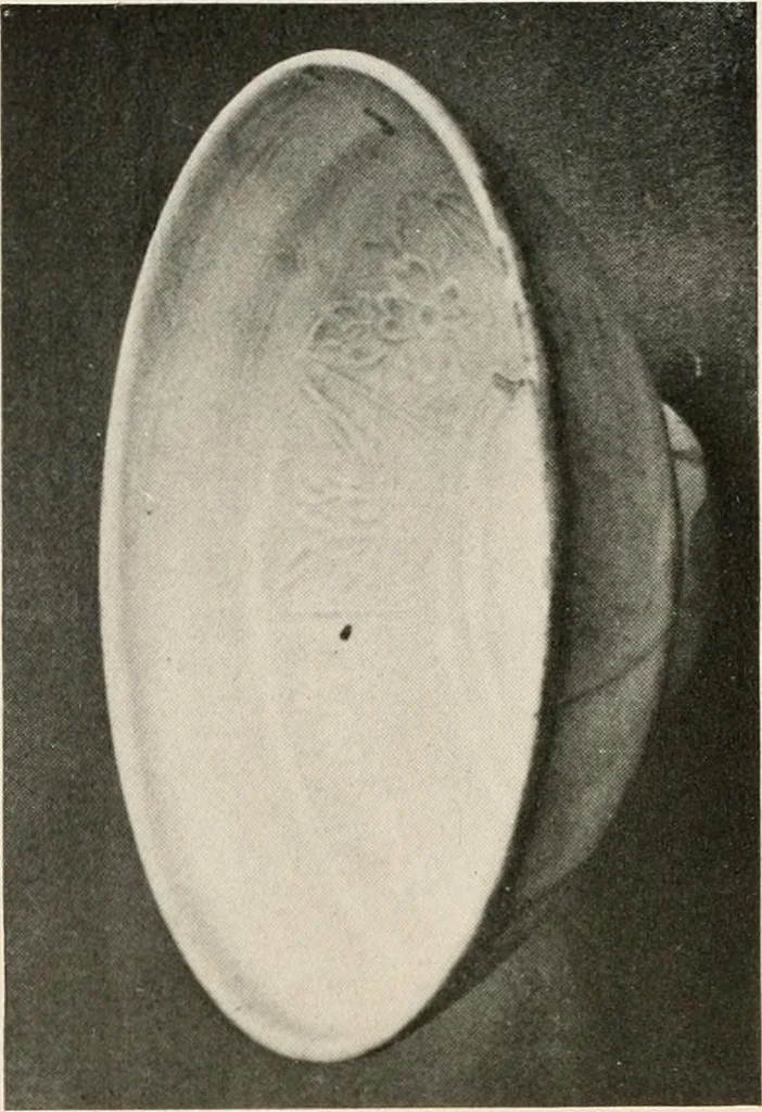 An illustration from Catalogue of an exhibition of early Chinese pottery and sculpture, 1916, leaf 215
