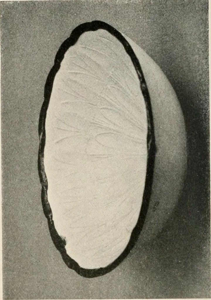 An illustration from Catalogue of an exhibition of early Chinese pottery and sculpture, 1916, leaf 215