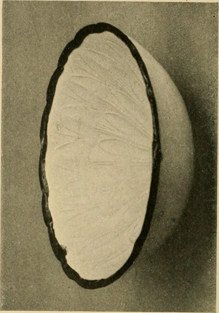 An illustration from Catalogue of an exhibition of early Chinese pottery and sculpture, 1916, leaf 213