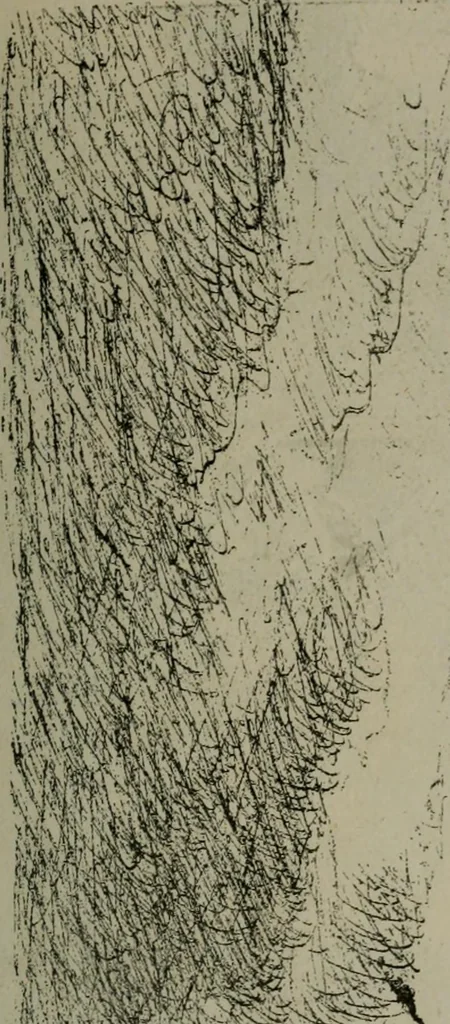 An illustration from Catalogue illustré officiel de la Section des beaux-arts de l'Exposition universelle d'Amsterdam, contenant environ 200 reproductions d'après les dessins originaux des artistes, 1883, leaf 316