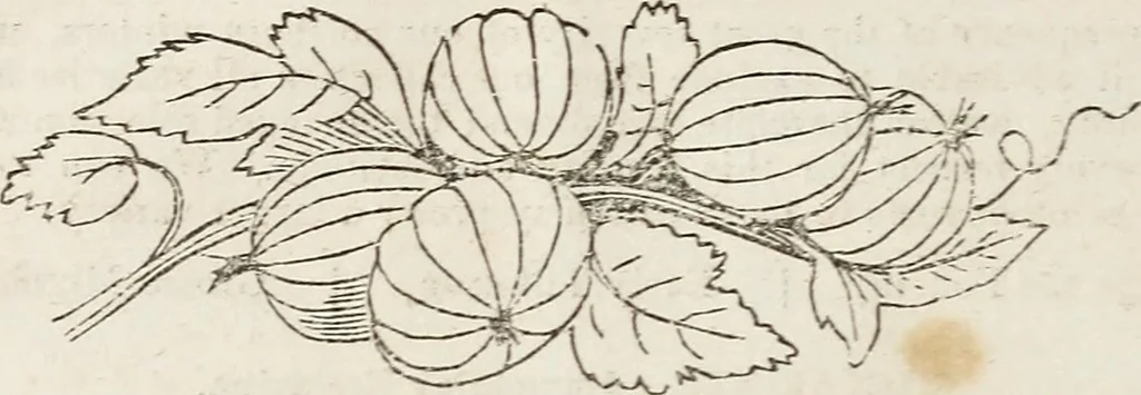 An illustration from Catalogue of fruit and ornamental trees cultivated at the Union Nurseries, 1852, leaf 13