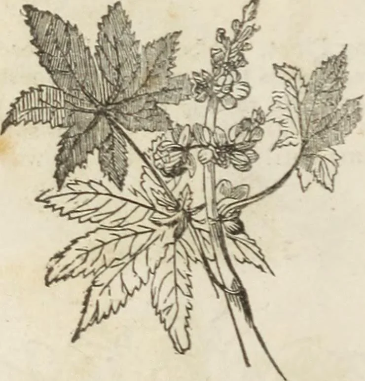 An illustration from Catalogue of fruit and ornamental trees cultivated at the Union Nurseries, 1852, leaf 15