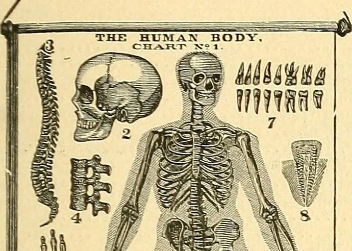 An illustration from Catalogue of games, sectional pictures, toys, puzzles, blocks and novelties, 1889, leaf 56