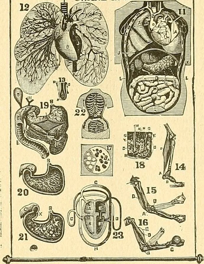 An illustration from Catalogue of games, sectional pictures, toys, puzzles, blocks and novelties, 1889, leaf 56