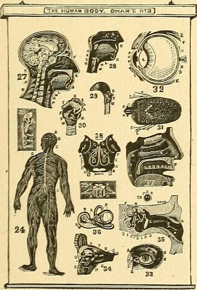 An illustration from Catalogue of games, sectional pictures, toys, puzzles, blocks and novelties, 1889, leaf 56