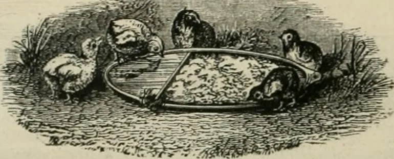 An illustration from Catalogue of improved and patented stable fittings and fixtures, brass, bronzed and nickel plated; poultry yard appliances, dog kennels, door and window guards, &c., &c., 1886, leaf 131