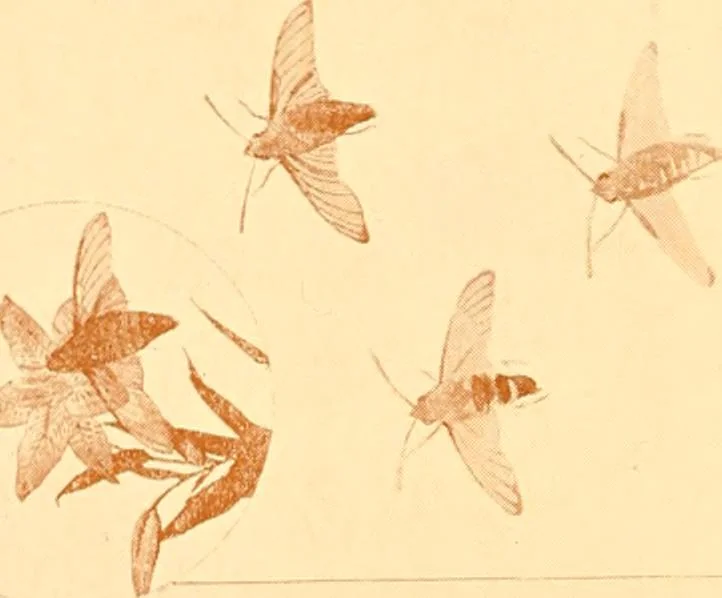 An illustration from Catalogue of Japanese artists' materials / Bunkio Matsuki., 1908, leaf 13
