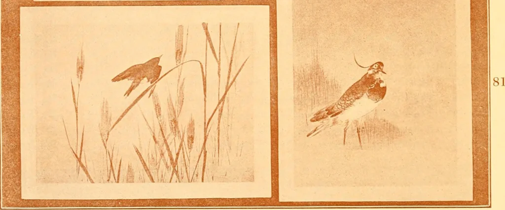 An illustration from Catalogue of Japanese artists' materials / Bunkio Matsuki., 1908, leaf 19