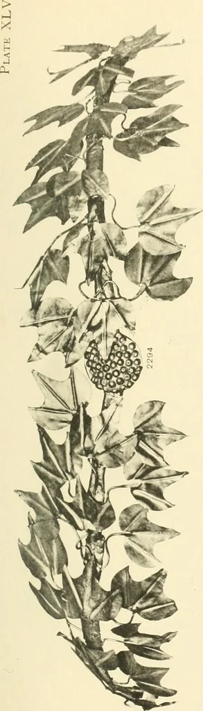 An illustration from Catalogue of the jewellery, Greek, Etruscan, and Roman, in the departments of antiquities, British Museum, 1911, leaf 562