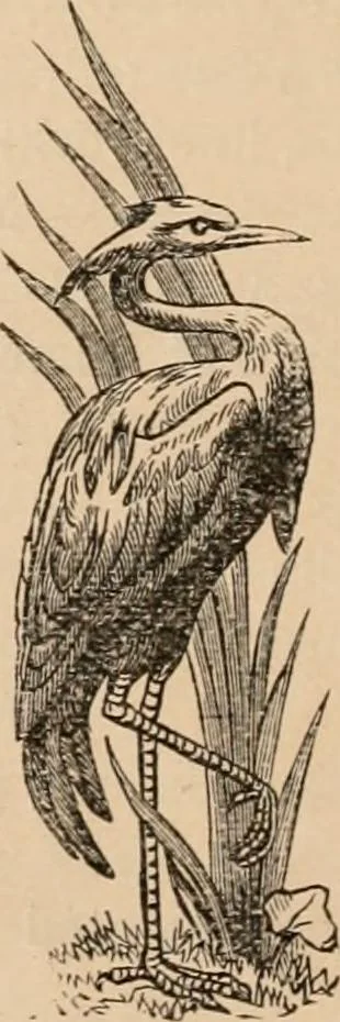 An illustration from Catalogue of the loan art and historic exhibition, at the Walker Mansion, Oakland, May 11-15, 1880, 1880, leaf 13
