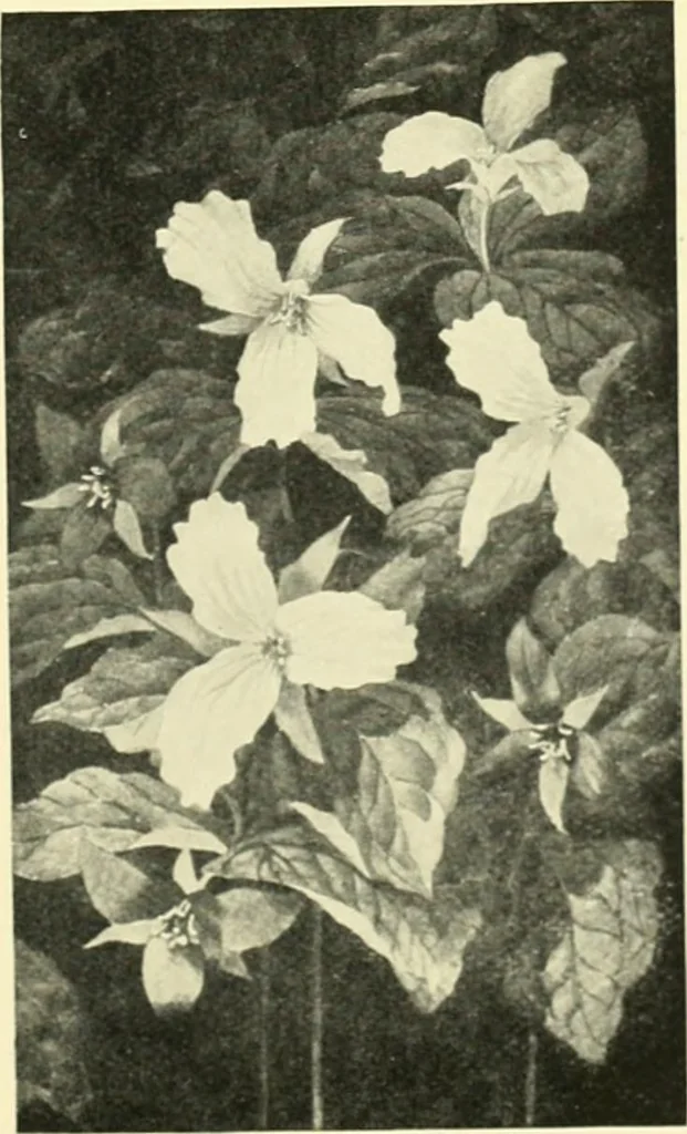 An illustration from Catalogue of pictures and sculpture given by Canadian artists in aid of the patriotic fund ... Toronto, December the thirtieth, nineteen-fourteen, 1914, leaf 30