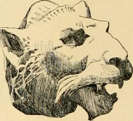 An illustration from Catalogue of plaster cast reproductions from antique, medieval and modern sculpture : subjects for art schools., 1901, leaf 223