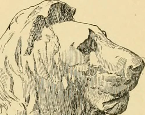 An illustration from Catalogue of plaster cast reproductions from antique, medieval and modern sculpture : subjects for art schools., 1901, leaf 224