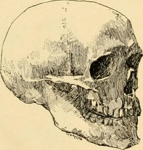 An illustration from Catalogue of plaster cast reproductions from antique, medieval and modern sculpture : subjects for art schools., 1901, leaf 235