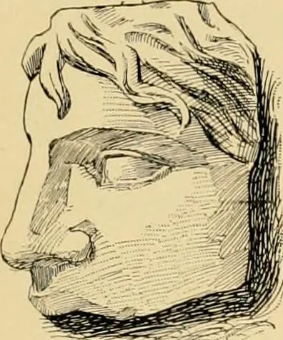 An illustration from Catalogue of plaster cast reproductions from antique, medieval and modern sculpture : subjects for art schools., 1901, leaf 236
