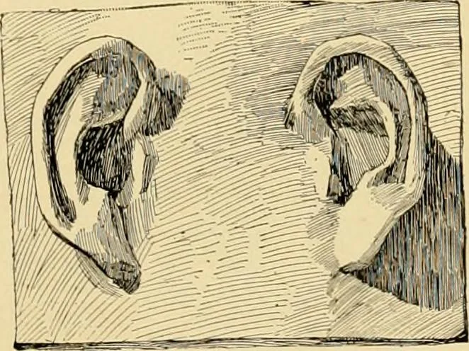 An illustration from Catalogue of plaster cast reproductions from antique, medieval and modern sculpture : subjects for art schools., 1901, leaf 236