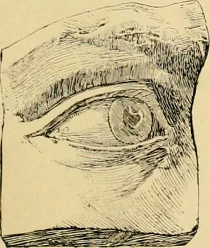 An illustration from Catalogue of plaster cast reproductions from antique, medieval and modern sculpture : subjects for art schools., 1901, leaf 236