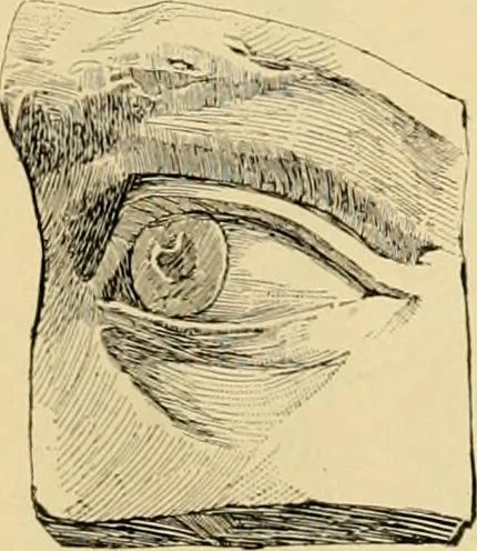 An illustration from Catalogue of plaster cast reproductions from antique, medieval and modern sculpture : subjects for art schools., 1901, leaf 236