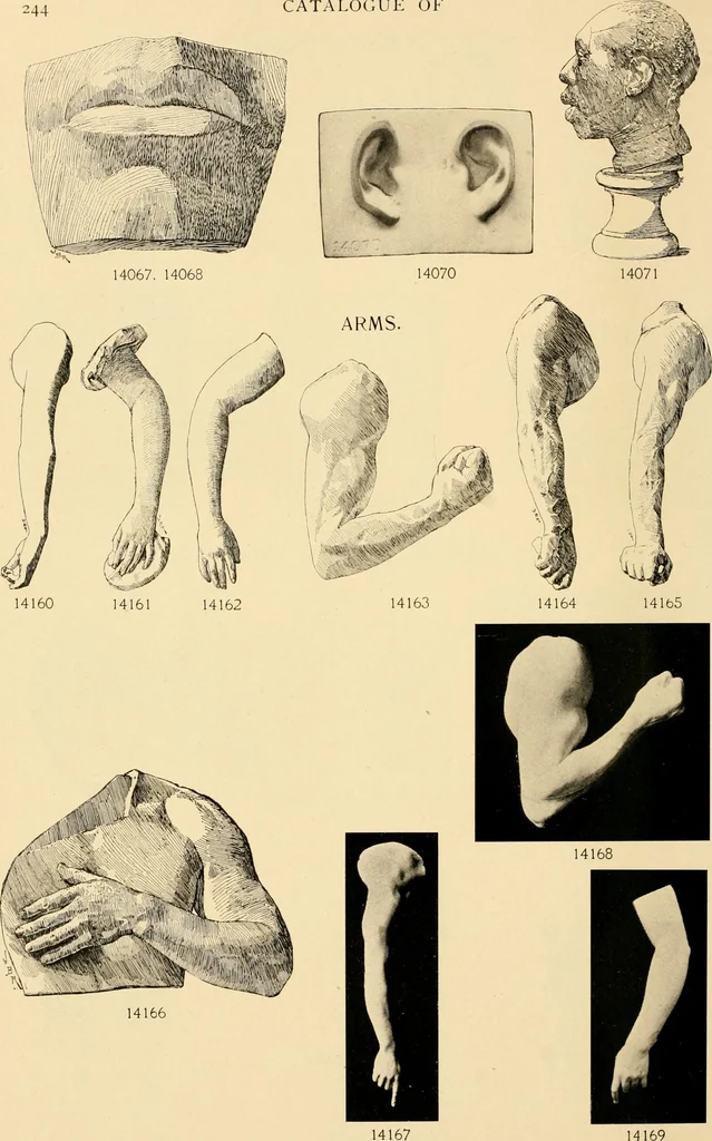 An illustration from Catalogue of plaster cast reproductions from antique, medieval and modern sculpture : subjects for art schools., 1901, leaf 237