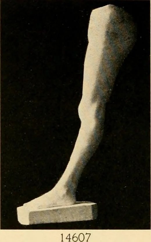 An illustration from Catalogue of plaster cast reproductions from antique, medieval and modern sculpture : subjects for art schools., 1901, leaf 243