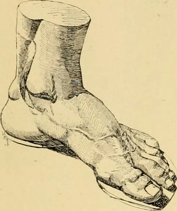 An illustration from Catalogue of plaster cast reproductions from antique, medieval and modern sculpture : subjects for art schools., 1901, leaf 244