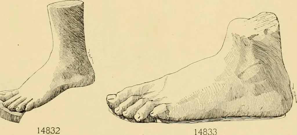 An illustration from Catalogue of plaster cast reproductions from antique, medieval and modern sculpture : subjects for art schools., 1901, leaf 244