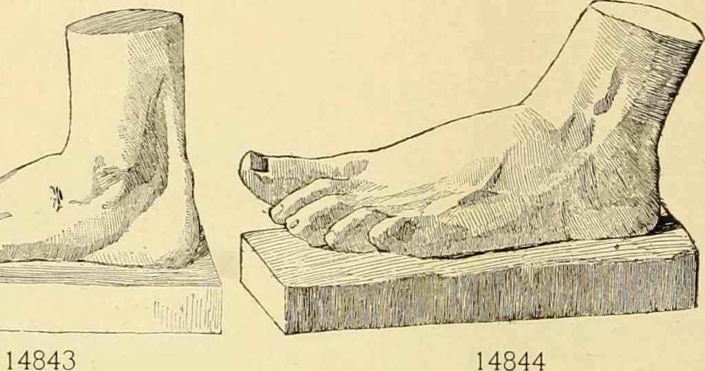 An illustration from Catalogue of plaster cast reproductions from antique, medieval and modern sculpture : subjects for art schools., 1901, leaf 245