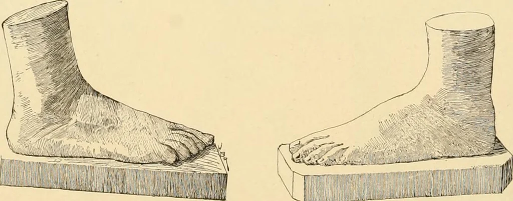An illustration from Catalogue of plaster cast reproductions from antique, medieval and modern sculpture : subjects for art schools., 1901, leaf 245