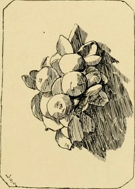 An illustration from Catalogue of plaster cast reproductions from antique, medieval and modern sculpture : subjects for art schools., 1901, leaf 246