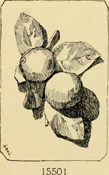 An illustration from Catalogue of plaster cast reproductions from antique, medieval and modern sculpture : subjects for art schools., 1901, leaf 246