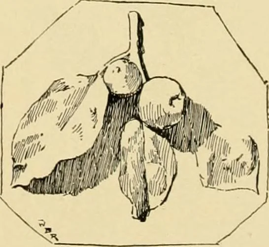 An illustration from Catalogue of plaster cast reproductions from antique, medieval and modern sculpture : subjects for art schools., 1901, leaf 246
