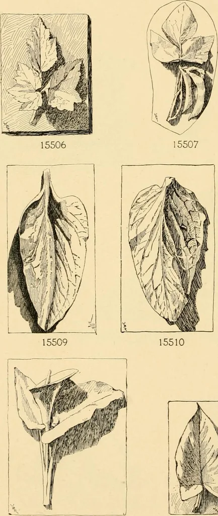 An illustration from Catalogue of plaster cast reproductions from antique, medieval and modern sculpture : subjects for art schools., 1901, leaf 247