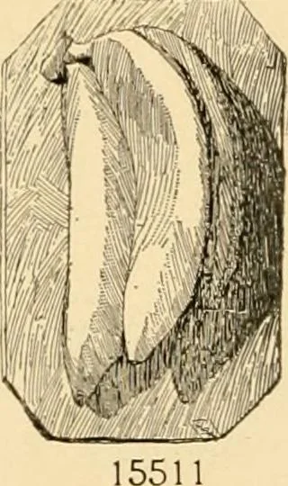 An illustration from Catalogue of plaster cast reproductions from antique, medieval and modern sculpture : subjects for art schools., 1901, leaf 247