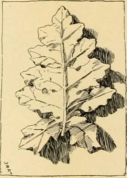 An illustration from Catalogue of plaster cast reproductions from antique, medieval and modern sculpture : subjects for art schools., 1901, leaf 247