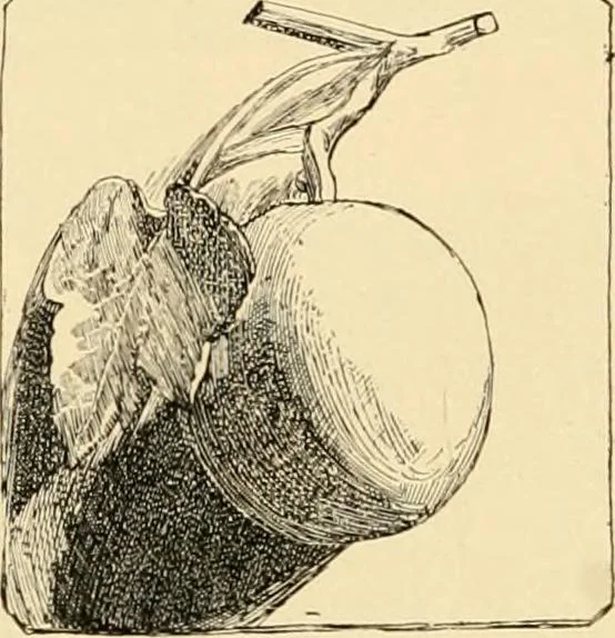 An illustration from Catalogue of plaster cast reproductions from antique, medieval and modern sculpture : subjects for art schools., 1901, leaf 249