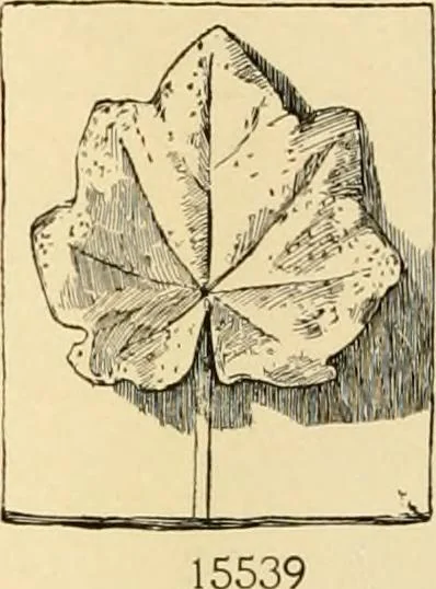 An illustration from Catalogue of plaster cast reproductions from antique, medieval and modern sculpture : subjects for art schools., 1901, leaf 249