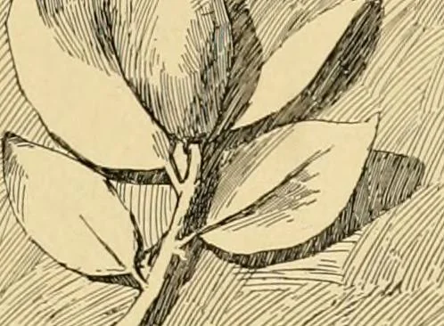 An illustration from Catalogue of plaster cast reproductions from antique, medieval and modern sculpture : subjects for art schools., 1901, leaf 250