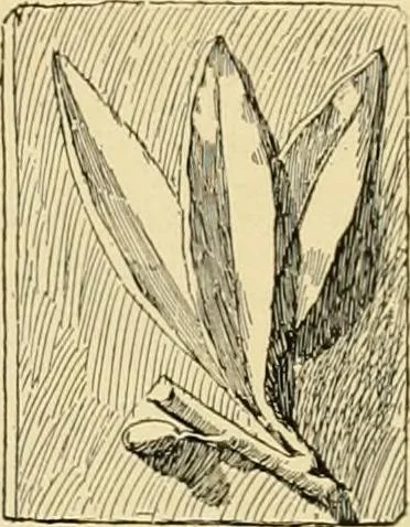An illustration from Catalogue of plaster cast reproductions from antique, medieval and modern sculpture : subjects for art schools., 1901, leaf 250